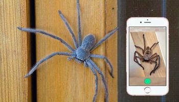 Aplikacja do rozpoznawania pająków powie ci, czy to stworzenie jest w stanie cię zabić