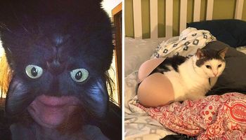 21 bardzo dziwnych zdjęć kotów. Trzeba przyjrzeć się dwa razy, by je zrozumieć