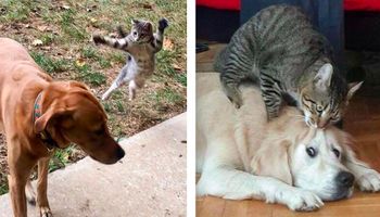 40 przekomicznych kotów, które uwielbiają dręczyć swoich psich kompanów