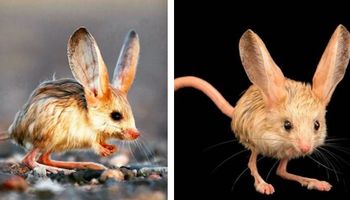 Zwierzak, który wygląda jak mieszanka myszy, królika i kangura. Grasuje głównie nocą