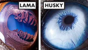 30 zdjęć, które pokazują, jak unikalne są oczy zwierząt