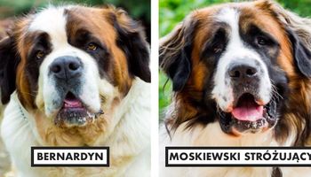 11 myląco podobnych ras psów. Nawet najwięksi znawcy mogą je pomylić