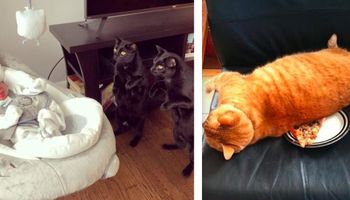 15 zdjęć, które dowodzą, że życie bez kotów byłoby nudne i puste