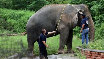 Po 35 latach w niewoli najbardziej samotny słoń świata opuszcza zoo