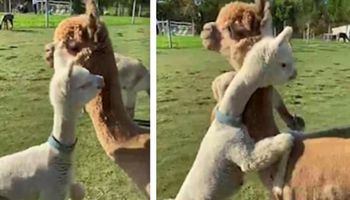 „Chcę do mamy!” Malutka alpaka biegnie do swojej mamy i czule ją przytula