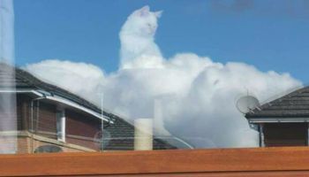 Zdjęcie, którym zachwyciło się pół Internetu. Kociak, który wygląda jak Bóg w chmurach.