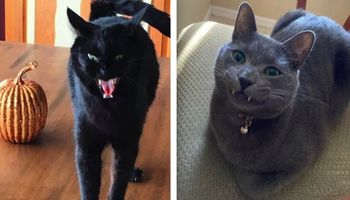 20 strasznych kociaków, które wczuły się w atmosferę Halloween