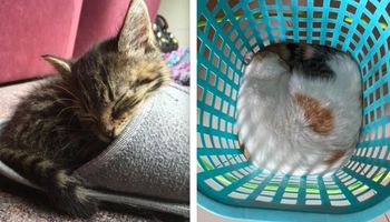 23 zdjęcia, które dowodzą, że kupowanie legowiska dla kota to bezsensowny pomysł