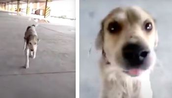 Pies, który zaginął na wiele miesięcy płacze, gdy jego tata w końcu go odnajduje