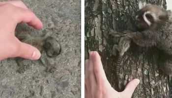 Znalazł na ziemi małą, bezbronną małpkę i zaniósł ją z powrotem zmartwionej mamie