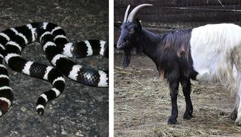 18 czarno-białych zwierząt, które wyglądają tak oszałamiająco, że aż wzdychamy z wrażenia
