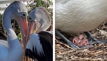 Para pelikanów, która czekała 6 lat na potomstwo, w końcu cieszy się z wyklucia jaja
