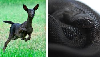 10 zwierząt o niezwykłej czarnej barwie. Wyglądają, jakby malowano je nocą