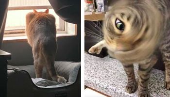 30 najśmieszniejszych kotów, które powalają na łopatki