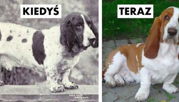 18 popularnych ras psów, które kiedyś wyglądały inaczej niż dziś