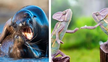 20 intrygujących scenek z życia dzikich zwierząt