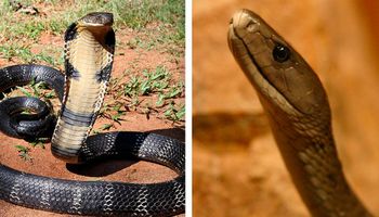 Top 6 najniebezpieczniejszych węży świata. Jeśli takiego spotkasz, lepiej uciekaj