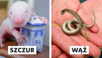 24 zdjęcia, które pokazują, jak wyglądają różne zwierzaki, gdy są małe