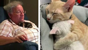30 najsłodszych zdjęć śpiących kociaków. Rozpływamy się