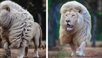 Fotograf uwiecznił niezwykłe piękno białego lwa – 17 zdjęć, które zapierają dech