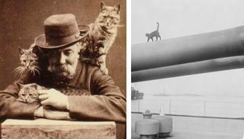 24 bardzo starych zdjęć kotów, które jakimś cudem udało się odnaleźć