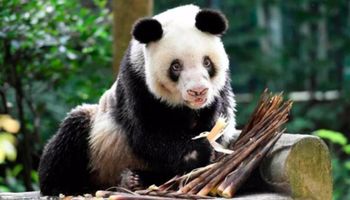 Zmarła najstarsza panda na świecie. Była mamą 36 małych pandziątek
