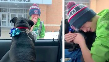 Chłopiec odnajduje swojego zaginionego psa przed szkołą. Łzy wzruszenia i radości