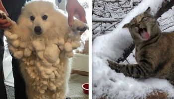 16 zdjęć ukazujących prześmieszny związek między zwierzętami a śniegiem
