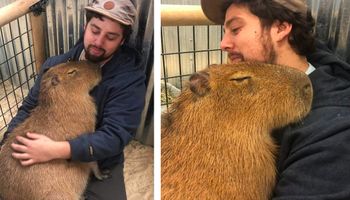 17 zdjęć udowadniających, że jedna kapibara może być słodsza niż tuzin psiaków