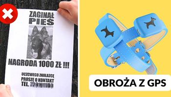 Oto pierwsza na świecie obroża, która dba o zdrowie i bezpieczeństwo Twojego psa!