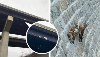 22 kozy-kaskaderki, których wyczyny biją na głowę najlepszych alpinistów