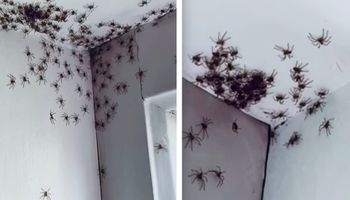 Znalazła dziesiątki pająków pełzających w jej stronę. Wyłoniły się ze szczeliny w ścianie