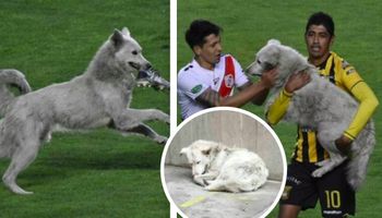 Bezdomny pies przerywa mecz piłki nożnej. Urocza historia szybko zamienia się w dramat