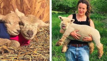 20 malutkich owieczek, które są słodsze niż najbardziej puchate kotki i pieski