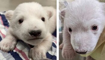 To bliźniaki! W ZOO na świat przyszły wyjątkowe niedźwiadki polarne