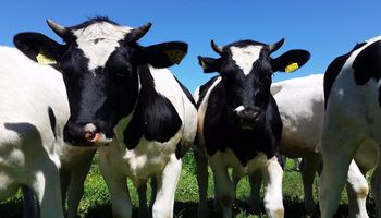 Australijski uniwersytet wykazał, że krowy porozumiewają się podobnie jak ludzie
