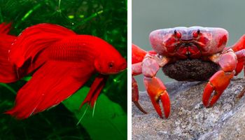 32 niesamowicie pięknych zwierząt w czerwonym kolorze