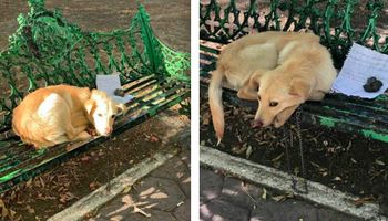 Chłopiec przywiązuje psa do ławki w parku, aby rodzina już więcej go nie krzywdziła
