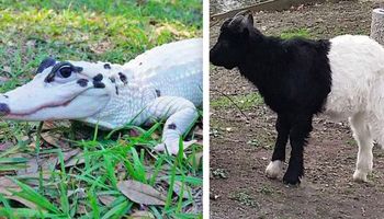 20 razy, gdy Matka Natura nieźle się popisała tworząc zwierzaki