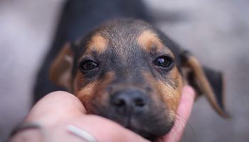 Nigdy nie wyjdziesz z domu bez pogłaskania swojego psa, gdy dowiesz się, jak to niego wpływa