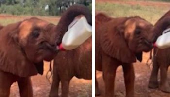 Osierocone słoniątko próbuje samo trzymać swoją butelkę mleka. Co za urocza chwila