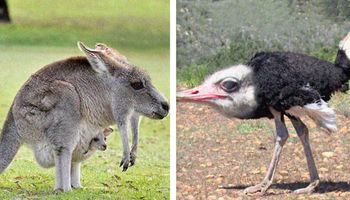 30 zdjęć, które pokazują, jak wyglądałyby zwierzaki bez szyi