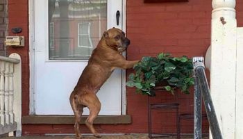 Zrozpaczony pies próbuje dobić się do swojego domu. Rodzina go wyrzuciła