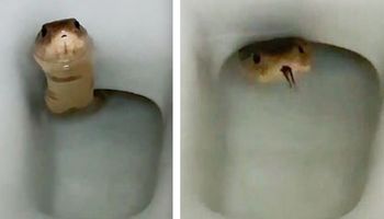 Znalazł nieproszonego gościa w toalecie. To jeden z najbardziej jadowitych węży świata
