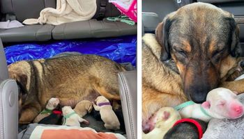 Rodzina spędziła 12 godzin w samochodzie, aby ich nowa psinka mogła urodzić w cieple