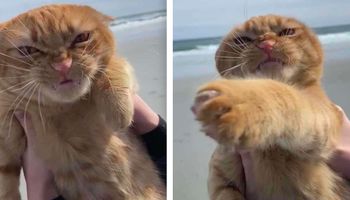 Ten kot pierwszy raz w życiu był na plaży. Jego reakcja rozbawiła Internautów do rozpuku