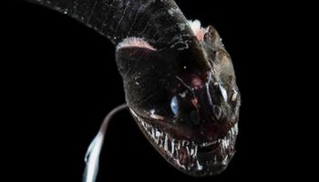 Naukowcy odkryli 16 ultra-czarnych gatunków ryb, które absorbują ponad 99% światła