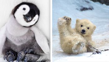 25 polarnych zwierzątek, które ogrzewają serca nawet w ekstremalnie niskich temperaturach
