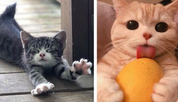 19 kociaków, które potrafią uleczyć zdrowie i duszę z wszelkich smutków