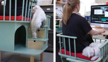 Szwedka wymyśliła idealne krzesło dla zwierzaków, które nie chcą się od nas odkleić
